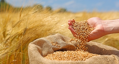 Wheat,Grains,In,The,Hand,Of,A,Successful,Farmer,,In