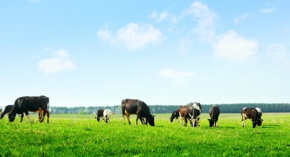 Cows,On,Green,Meadow,And,Blue,Sky,With,Clouds